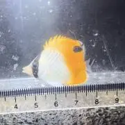 トゲチョウの画像