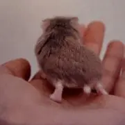 いぶいちの画像