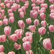 Tulip