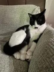 sh