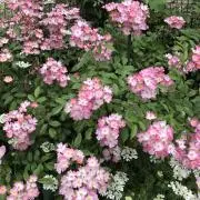 ROSEの画像