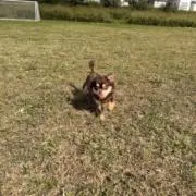 てちの画像