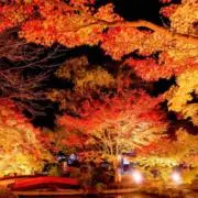 紅葉が好き