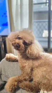 らんの画像