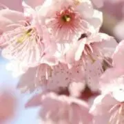さくらの画像