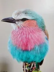 なおの画像