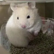 にっこの画像