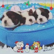うさっち