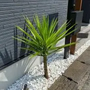 ざわの画像