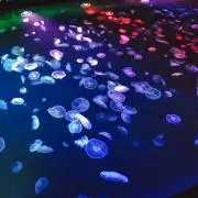 JEJEJEの画像