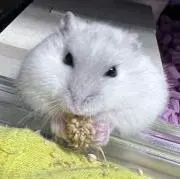 なおぷりんの画像
