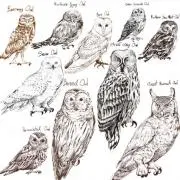 フクロウの画像