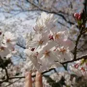 72みかんの画像