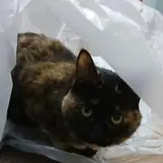おじゃるまる