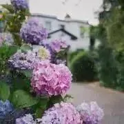 あじさいの画像