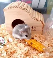 みきママの画像