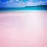 クロの画像