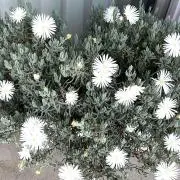 Koharの画像