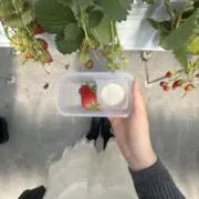りんごの画像