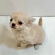 ピノ父