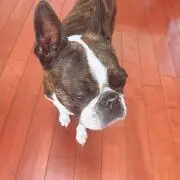 Zukiの画像