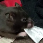 クロ