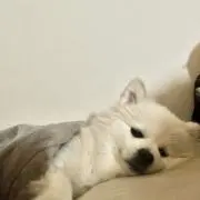 ちさとの画像