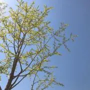 むむすけ
