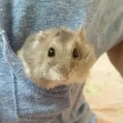 もふの画像