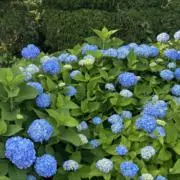 ♪の画像