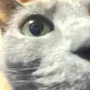 じゃんこ