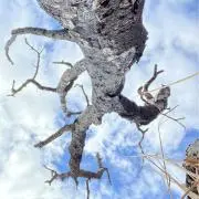 ARKの画像