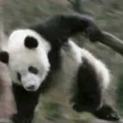 ササパンダ銀22の画像