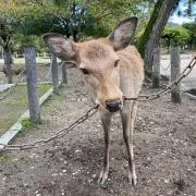 NARA 公園