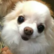 ミッキーの画像