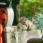 naoの画像