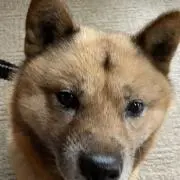 ほろ2012