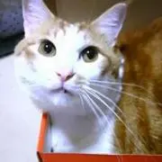 Mihoの画像