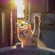 しいの画像