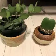 ZMの画像