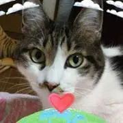 mama gaogao✰取り引き個人だけの画像