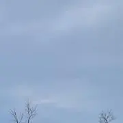 ゆず
