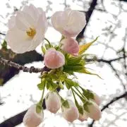 さくらの画像
