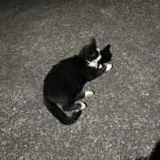 夜職なので夜返信不可の画像