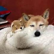 としんご