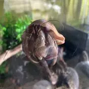 たしの画像
