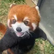 piの画像