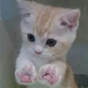 チョコミント
