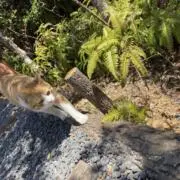 にゃにゃの画像