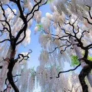 うらの画像